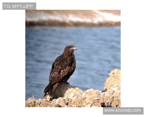 罗金厄姆火焰与佩里湖老鹰的精彩对决引发的热烈讨论与分析